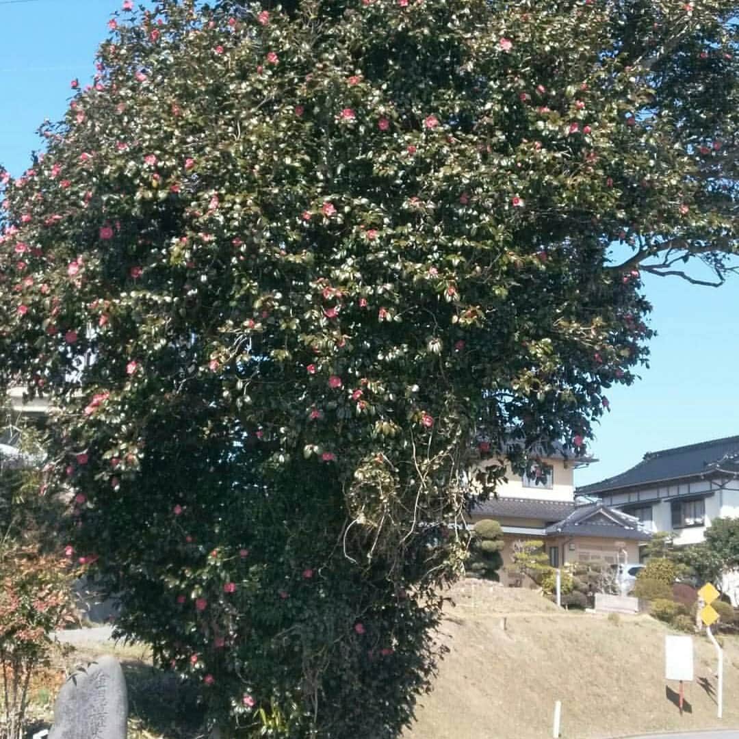 中澤健太郎のインスタグラム：「唐桑半島の椿」