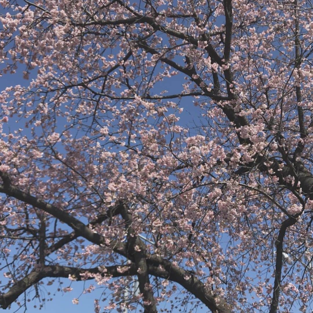 本間日陽さんのインスタグラム写真 - (本間日陽Instagram)「* 今日は、グラビア撮影でしたっ🌸 ●#flashスペシャル さん （4月20日 発売） 桜を今年初めて見たよ🌸✨ 天気も良くてすっごい綺麗だったな〜☺️ 発売は少し先になってしまうのですが 良かったらチェックしてね♪ @flash_sp.aoki * * そして、今夜は #にいがったフレンド ♥️ こちらは、新潟と富山のみで 放送されています😭 今回も、ロケに参加させて もらってます！超必見！笑 深夜0時59分〜です🌟 #告知」3月12日 20時47分 - hinata_homma1110