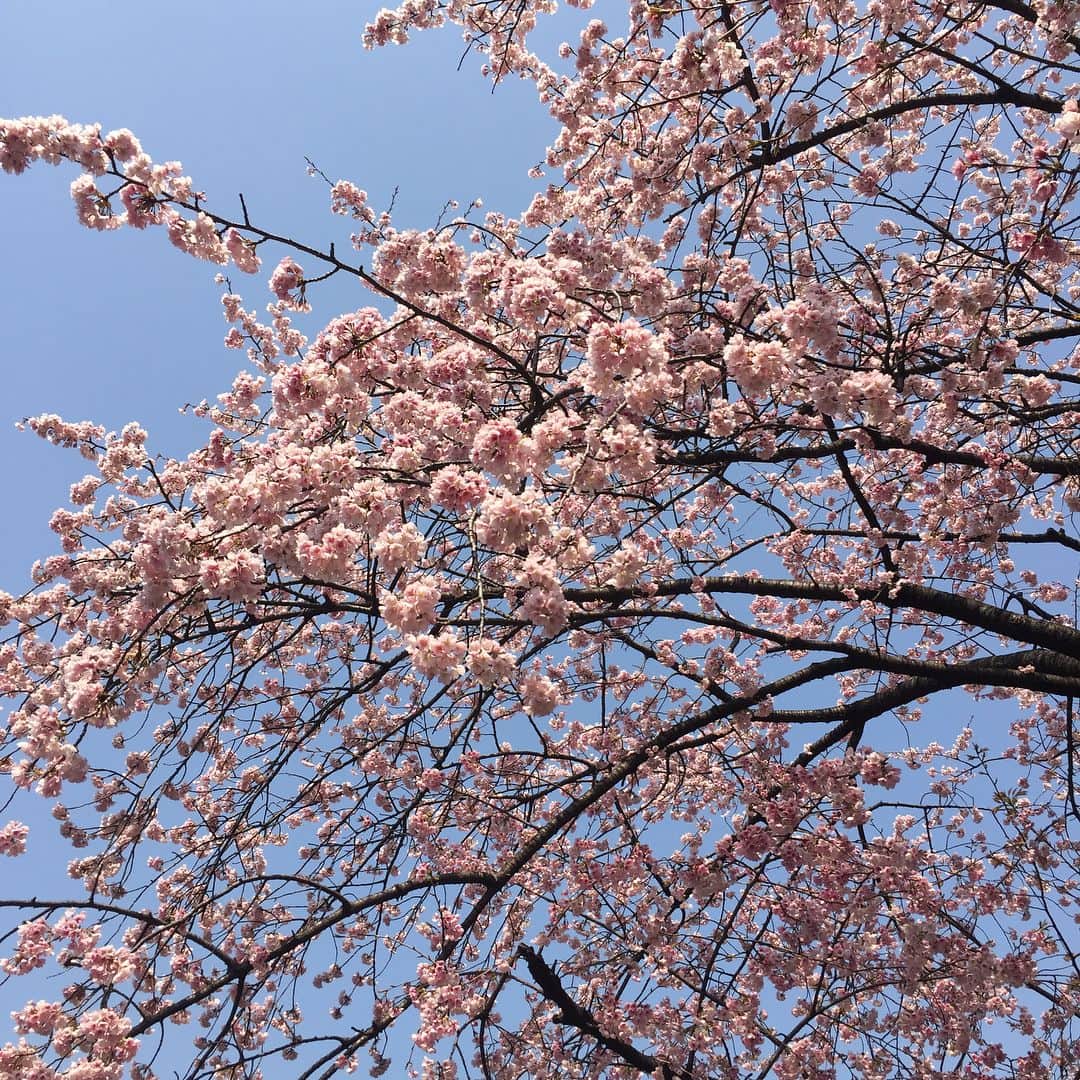 坂東亀三郎さんのインスタグラム写真 - (坂東亀三郎Instagram)「からの、上野のお山。 西郷さんにもご挨拶。 桜が咲いてたぁ🌸  春を優しく感じた日。 風や空が気持ち良くて楽屋入り前にしては歩きすぎたかなぁ💦 ・ ・ #上野 #桜 #西郷隆盛 #西郷像 #歌舞伎 #音羽屋 #歌舞伎役者 #彦三郎 #坂東彦三郎 #九代目 #歌舞伎部 #KABUKI #JAPAN #otowayabando #彦さんぽ #スワイプしてね。 コメントはお気軽に📝」3月13日 17時28分 - otowayabando