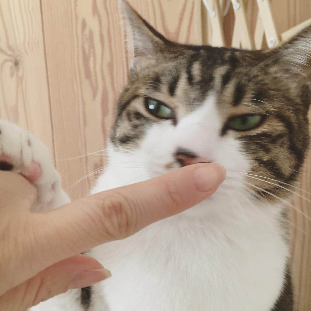 石田ゆり子さんのインスタグラム写真 - (石田ゆり子Instagram)「おはようございます。 はにちゃんは いぬくんれんで たくさんの皆さんにほめられて すっかり いぬきぶん、です。 わん、と鳴いてるのも みました。 ぼくは おかーさんの手と指を ちゅうちゅうすることに 集中しています。 きょうも おすこやかな いちにちでありますよう。 #たびにーちゃん」3月14日 6時00分 - yuriyuri1003