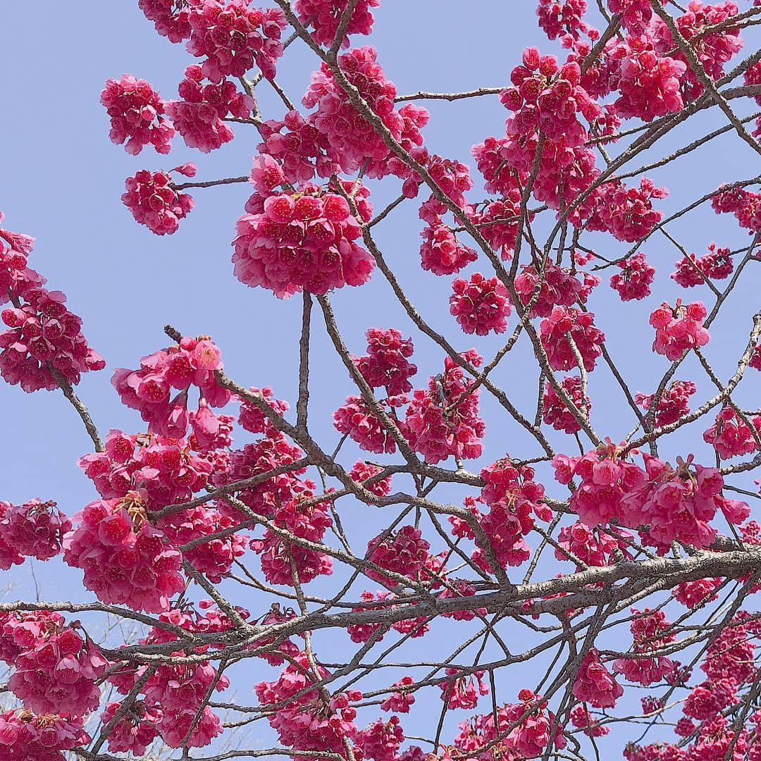 蒼川愛さんのインスタグラム写真 - (蒼川愛Instagram)「「寒緋桜」っていうんだって🌸 花が下向きになってて、それがいっぱい集まって1個の塊になって咲いてたよ〜 濃いピンクの存在感すごい . . . #カンヒザクラ」3月14日 17時21分 - tougarashi_suki