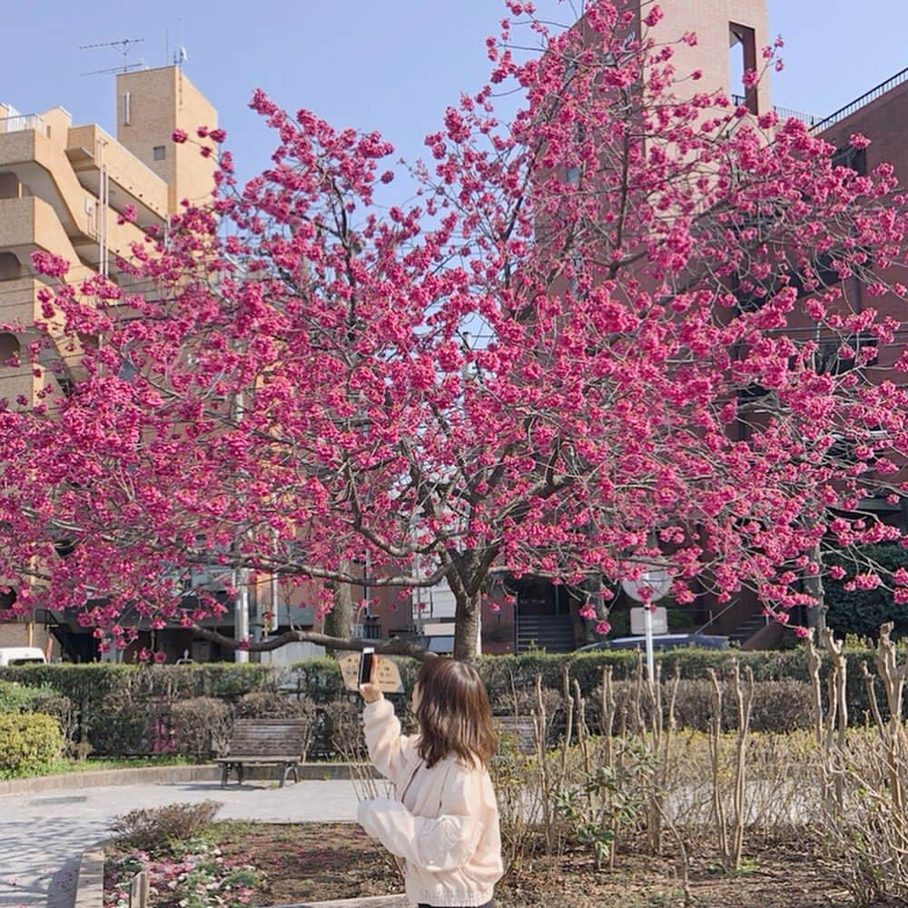 蒼川愛さんのインスタグラム写真 - (蒼川愛Instagram)「「寒緋桜」っていうんだって🌸 花が下向きになってて、それがいっぱい集まって1個の塊になって咲いてたよ〜 濃いピンクの存在感すごい . . . #カンヒザクラ」3月14日 17時21分 - tougarashi_suki