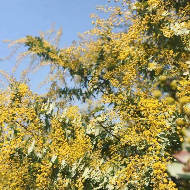 生活の木 メディカルハーブガーデン薬香草園【公式】のインスタグラム
