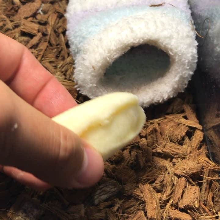 進祐哉のインスタグラム：「バナナボーイ🍌  #アオジタトカゲ」