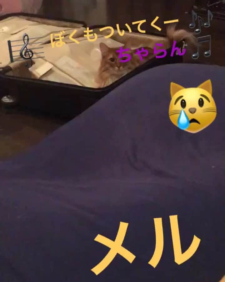 のインスタグラム：「勝地メルさん😹 ストーリーにもあげたけど地方に行く前の日はいつもさびしいですな😢 ラジオほっとけない金曜日📻 笠原くん頼んだよ🙏 #猫  #笠原秀幸 #萩原聖人 さんゲストです🤗」