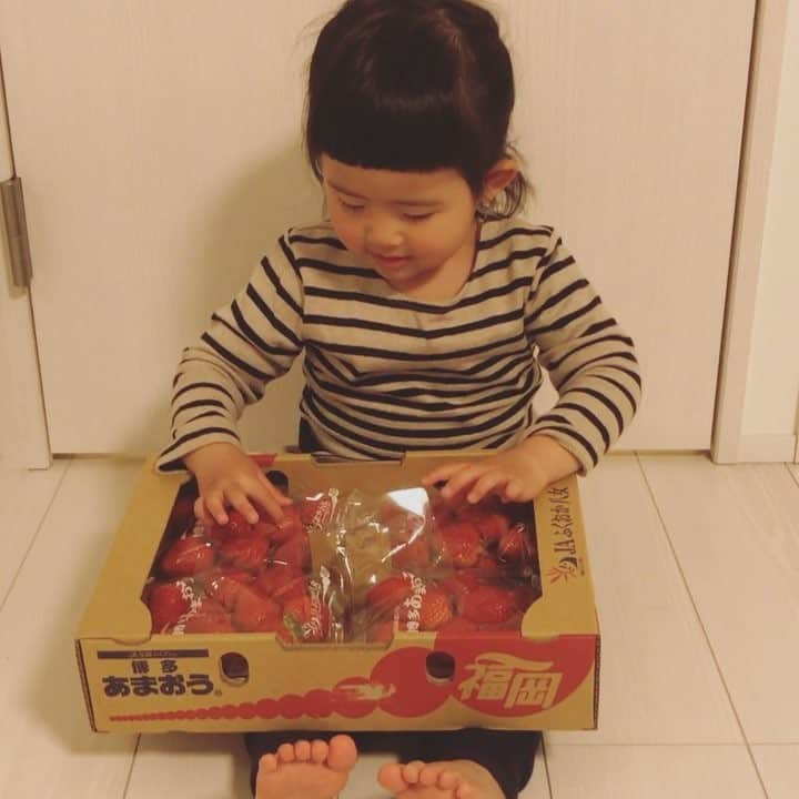 竹村真奈のインスタグラム：「※音量注意 姫路のじいちゃんからのホワイトデー🍓🍓🍓ありがとう☺️ #じいちゃんへのメッセージ #sakino_k #2歳9ヶ月  #こぶたやぎってなに #ホワイトデー #いちご」