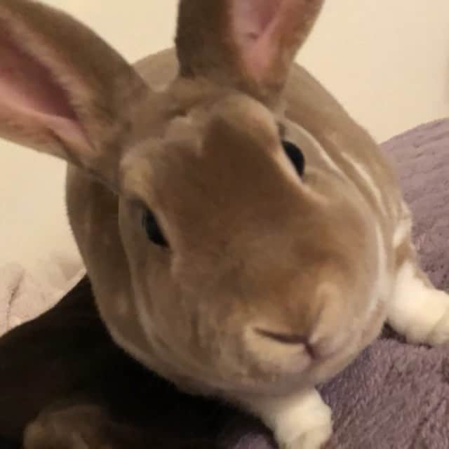 里美ゆりあのインスタグラム：「リンちゃん🧡 #rabbit#love」