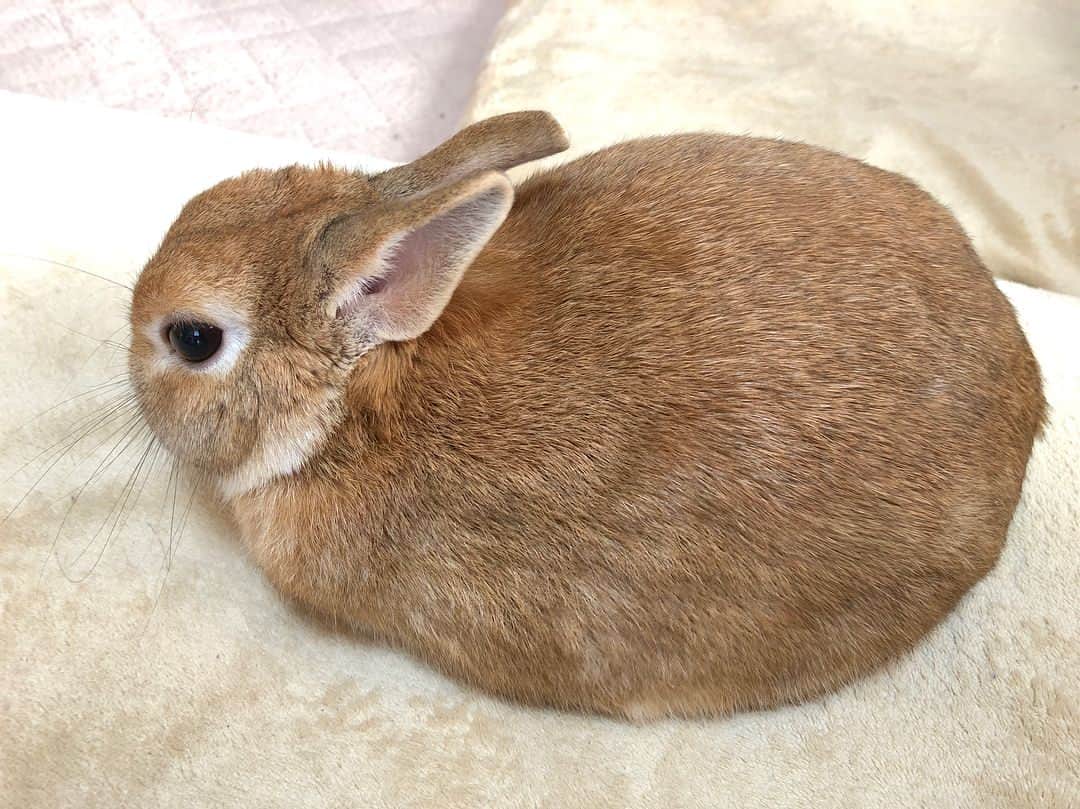 ラン?さんのインスタグラム写真 - (ラン?Instagram)「まる。(っ・ω・ｃ) ☆ 換毛期がおさまってきて、毛がサラサラになってきた(^ω^) ☆ #うさぎ #ネザーランドドワーフ  #rabbit #rabbitstagram  #bunny #bunnystagram #cute #kawaii  #zip写真部  #可愛い #うさぎ部  #ふわもこ部 #もふもふ #うさぎのいる暮らし #うさぎと暮らす  #ランちゃん 2018.03.15」3月15日 12時37分 - mofumofuusako