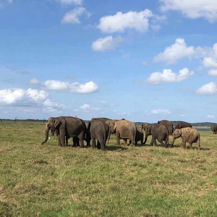 為末大のインスタグラム：「A Lot of Elephants」