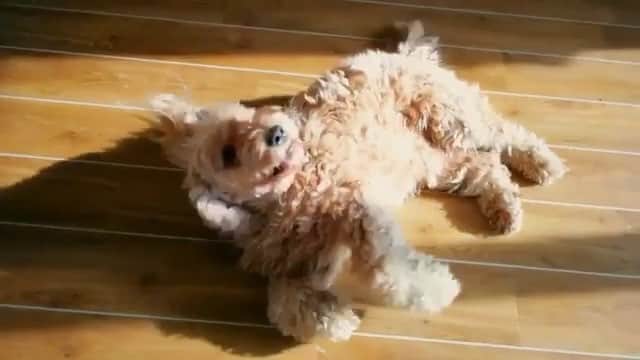 Paw Heartのインスタグラム：「Everyone has that annoying friend..😂 By @fluffypack [ Sound ON 🔊🎶]」