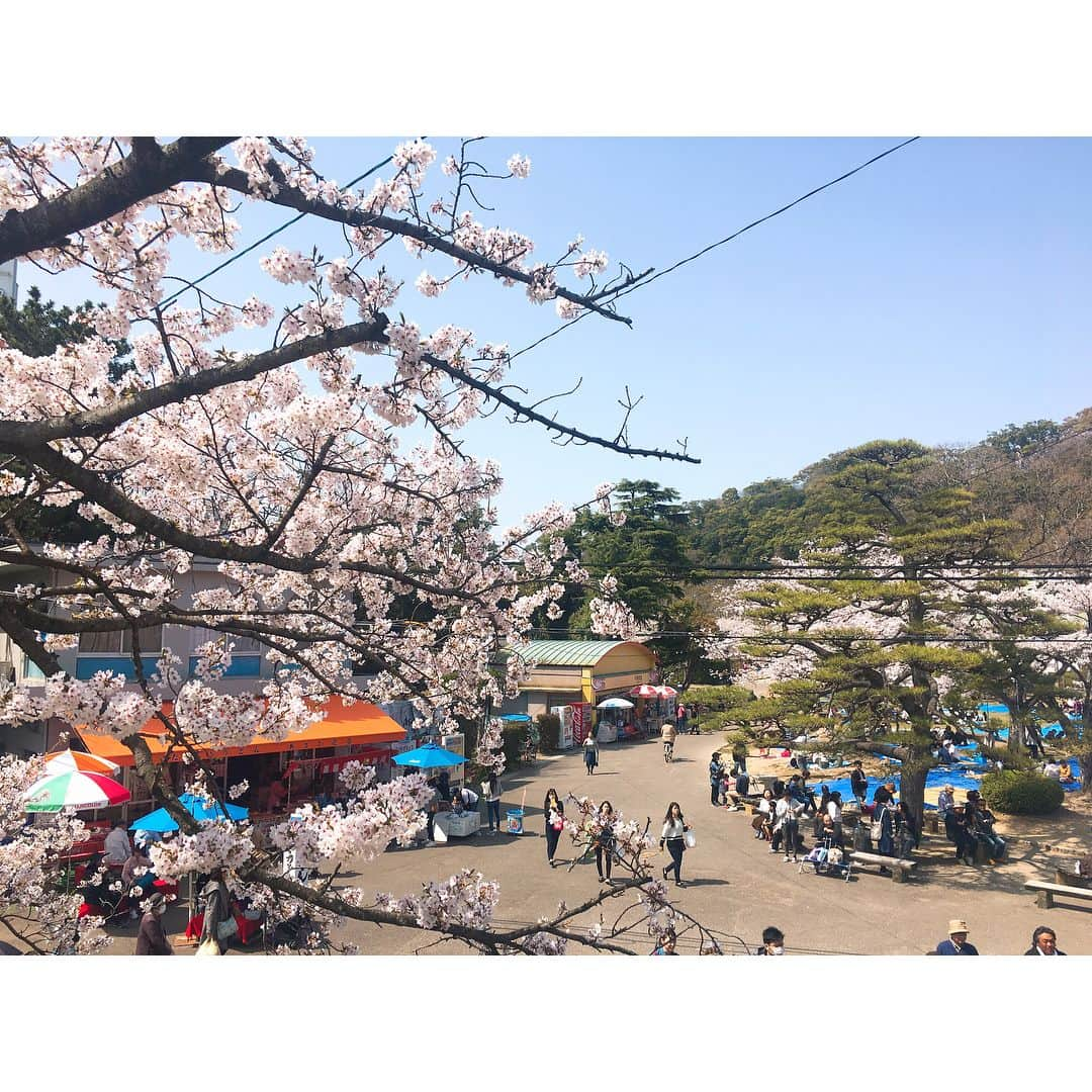 梅山茜さんのインスタグラム写真 - (梅山茜Instagram)「. ＊徳島城でお花見〜🌸＊ . 香港&マカオ編のUPは少し休憩ーーー！ 桜も満開になり、今が一番ピーク！！ ということでお仕事の合間を縫ってお花見へ🌸 金曜日はパンロケとスイーツロケの合間に！ 今日はニュース勤務の合間に徳島城の中央公園へ⛲️ １日目は旬子お姉様と福井さんーーっ💕 ３枚目の写真に載せています📷 ２日目の今日はまたまた旬子お姉様と保岡さんーーっ！ 焼き鳥食べたりお団子食べたり とりあえずずっと食べて喋ってたーーー😂😂 やっぱりお花見だいすきーーーー！ みんなで食べると2倍おいしい！ 外で食べると10倍おいしい！ それがお花見だと100倍ーーー😆😆 風が強いので段々花びらも散り始めていますが 明日はお天気の崩れる心配もなくお花見日和！！ 是非まだの方は行ってみてくださいーっ🌸🍡 . そしてaiko様の新曲発表ーーーー👏🏻👏🏻👏🏻👏🏻♥️♥️ ストロー！楽しみ！わくわくわくわく💕💕💕 . #四国放送#アナウンサー#女子アナ#春#お花見#徳島#徳島城#カフェ#スイーツ#デザート#焼き鳥#インスタ映え#run#ランニング#先輩#お姉さん#ロケ#撮影#パン#bread#cafe#igランナーズ#ダイエット#カメラ女子#桜#sakura#aiko#aikoジャンキー#ストロー#新曲」3月31日 22時53分 - umeyama_akane