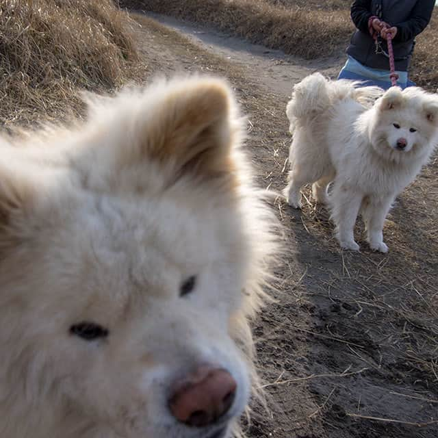 わさおさんのインスタグラム写真 - (わさおInstagram)「Who is who? わさわさの むこうに見ゆるは ちょめめめめ  #busakawa #longhair #longcoat #akitainu #dogs #wasao #chome #ぶさかわ #長毛 #秋田犬 #わさお #ちょめ ( @chome_style ) #わさお一家」3月31日 23時02分 - wasao_official