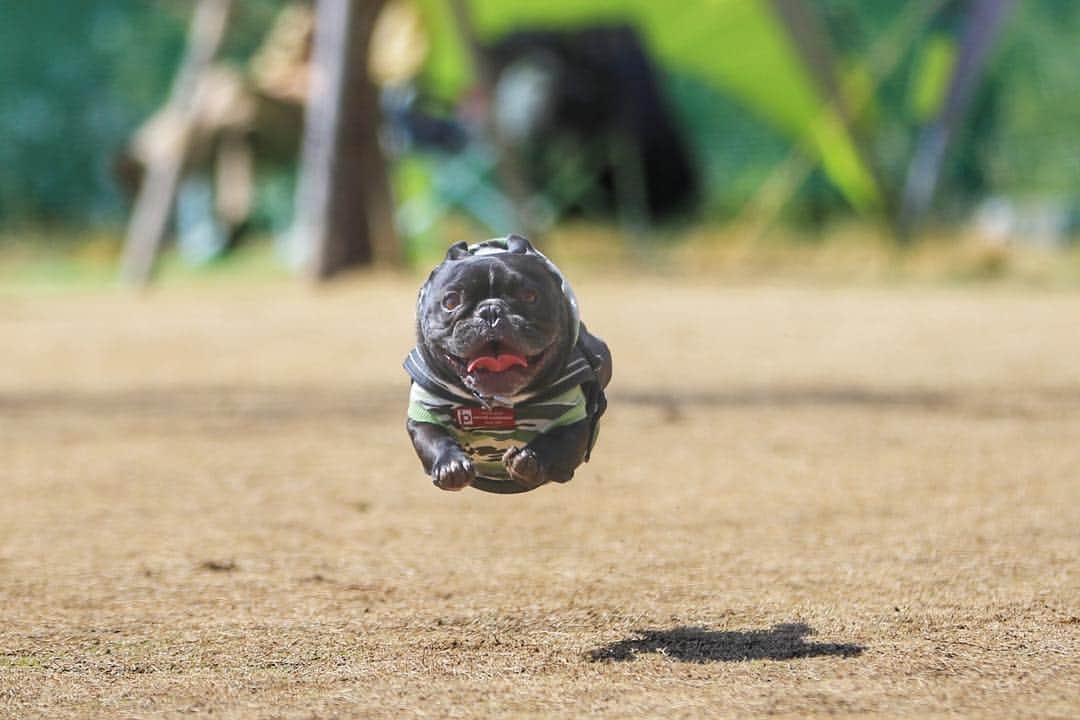 のインスタグラム：「Flying Dog* 嬉しそうに走る走る . . . #frenchbulldog #frenchie #buhi #dog #フレンチブルドッグ  #フレブル #ブヒ #doglovers #frenchiesofinstagram #instadog #ig_bullys #instafrenchie #thedailyfrenchie #frenchiegram #dogstagram #thebestoffrenchbulldogs #frenchbullys #frenchielove #bulldogfrancesy #法國鬥牛犬 #프렌치불독 #thefrenchiepost #法鬥 #frenchies1 #portrait #igersjp #tokyocameraclub  #flyingdog #飛行犬」