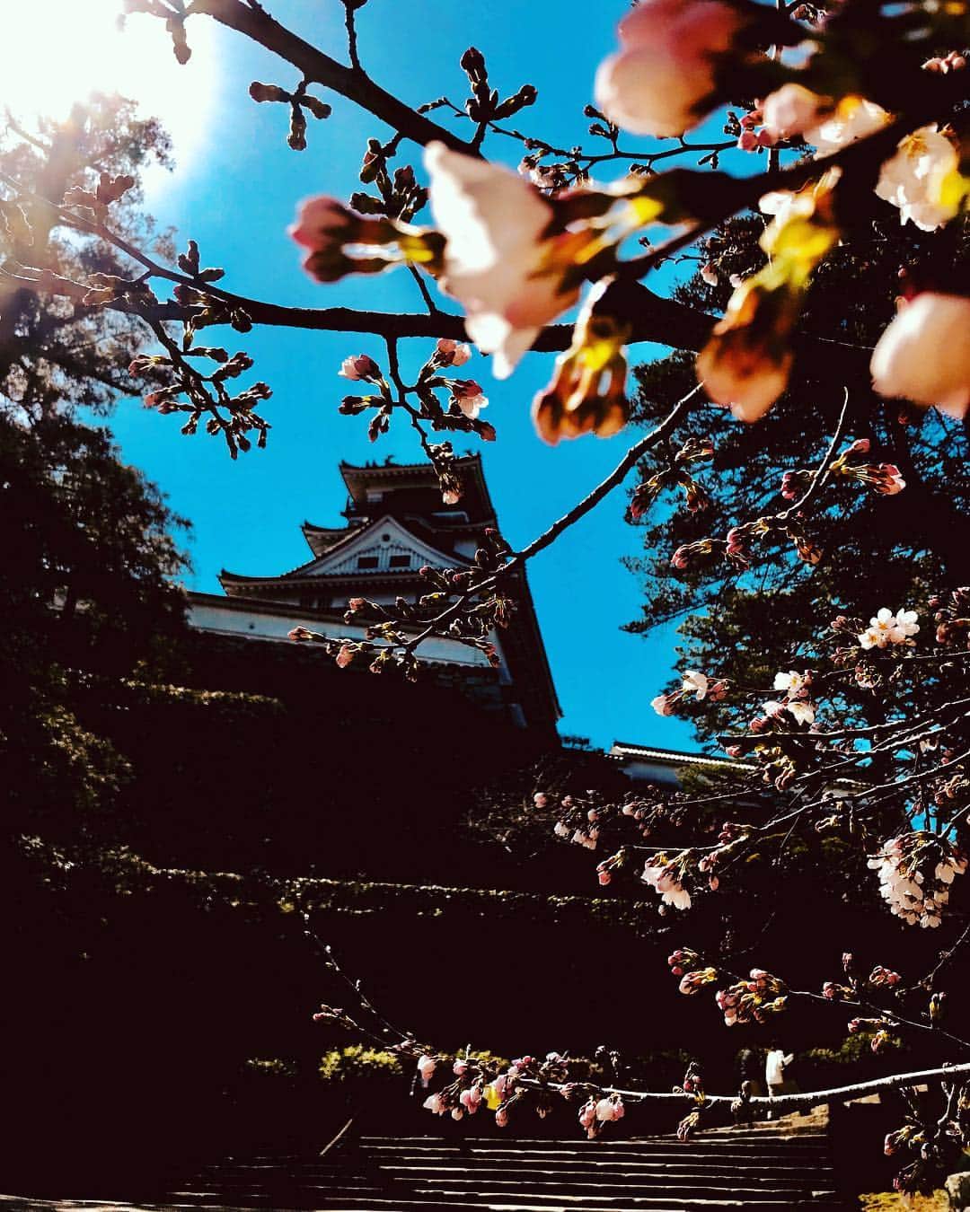 大抜卓人さんのインスタグラム写真 - (大抜卓人Instagram)「高知城の桜！今年は全国で最初に開花したそうです。春爛漫のお天気！#fm802 #jr西日本 ＃ウエストナビステーション #高知城 #桜」3月17日 13時56分 - takutoonuki