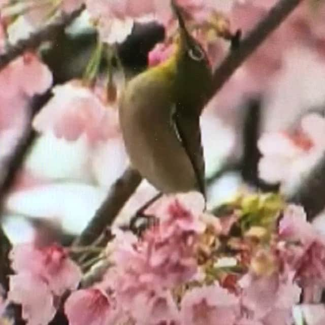 澤口麻理のインスタグラム：「#🦆が桜の中で遊んでた💗 #tokyo#🌸」