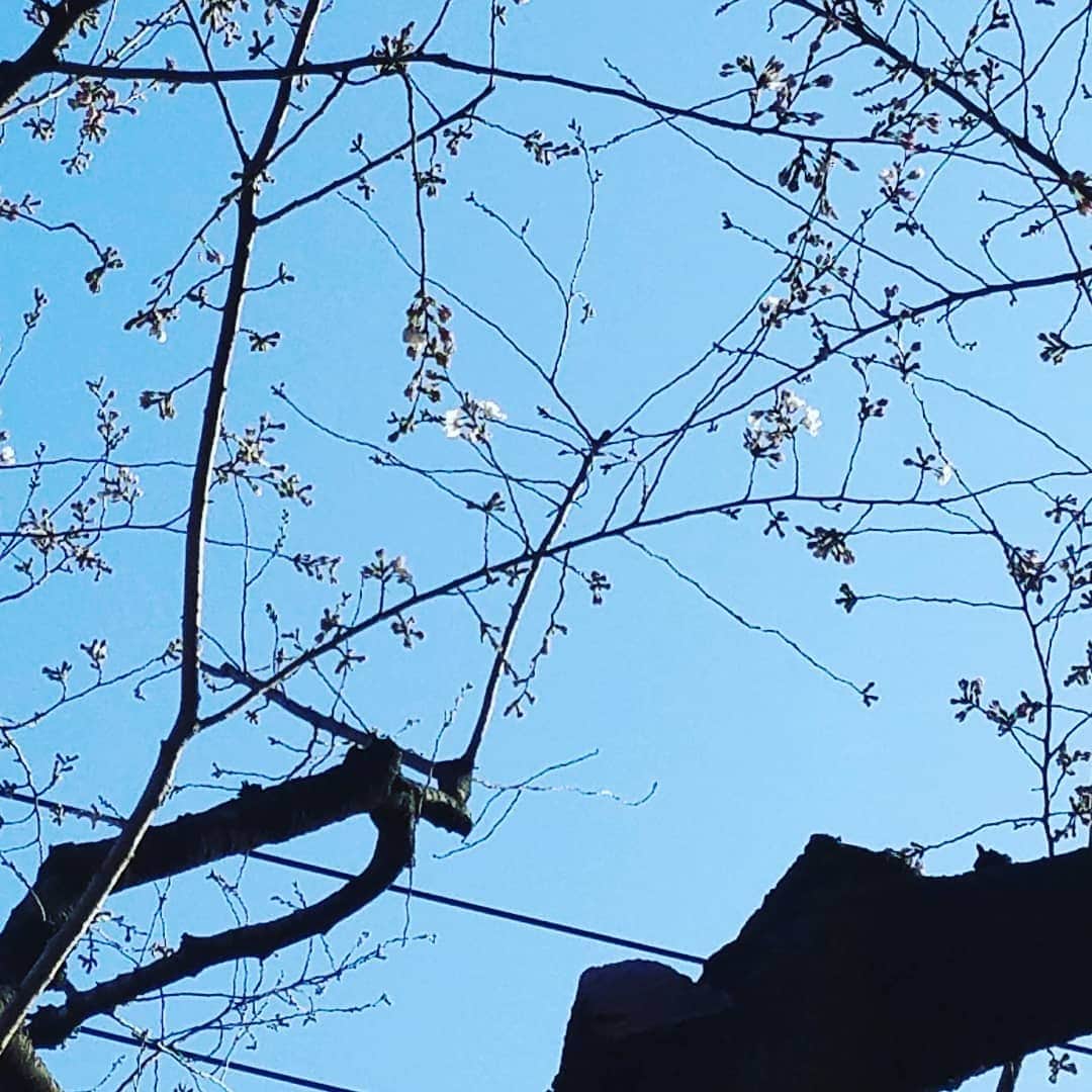 池田香織さんのインスタグラム写真 - (池田香織Instagram)「ほんのり桜も咲き始めましたね🌸 良き良き。」3月17日 15時42分 - qaori
