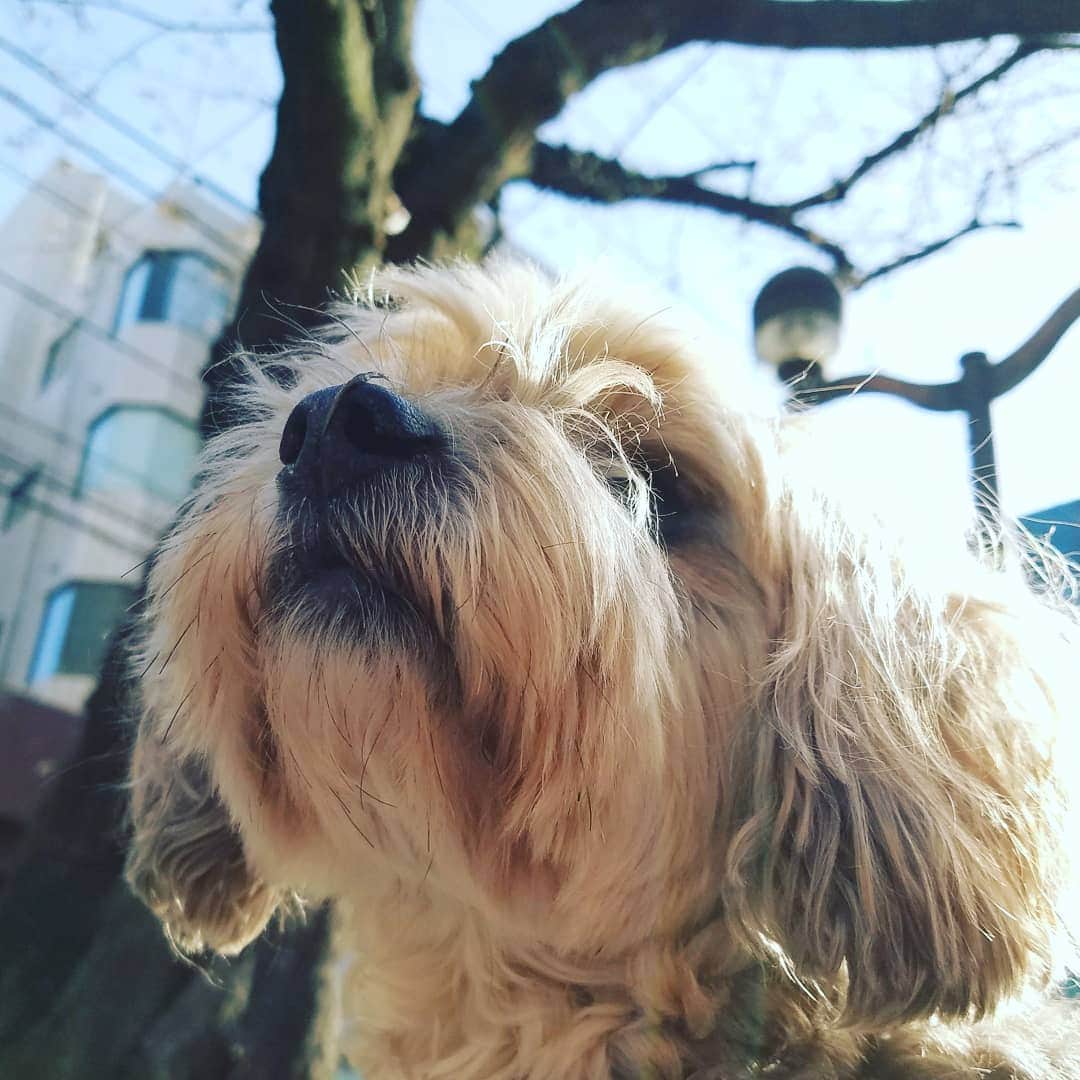 池田香織のインスタグラム：「ほんのり桜も咲き始めましたね🌸 良き良き。」