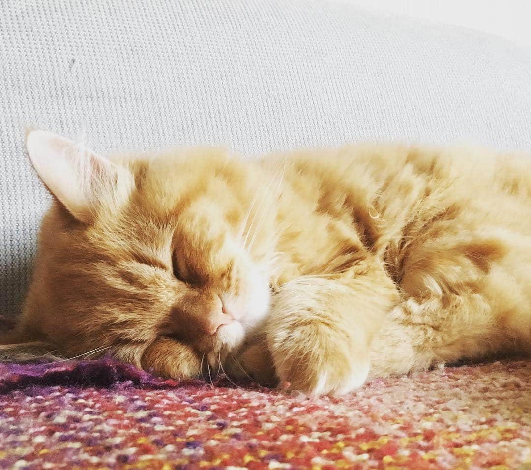 ばばかよのインスタグラム：「He naps in the evening.#cat #napping #猫 #夕寝」