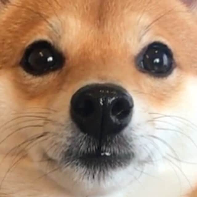 豆柴にこちゃんのインスタグラム