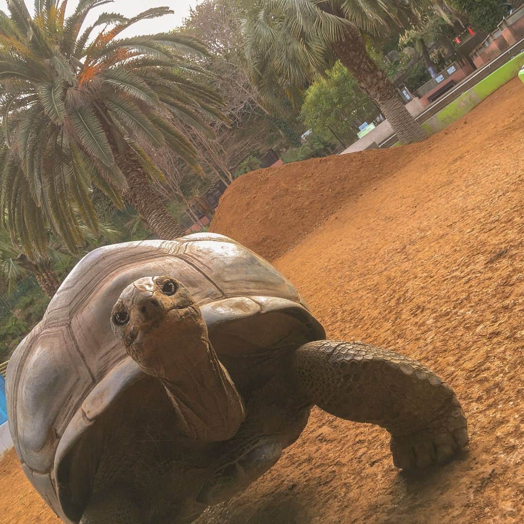 高松雪乃さんのインスタグラム写真 - (高松雪乃Instagram)「夕方最後まで土山で遊んでいた子🐢満足顔でお部屋へ帰って行きました🤗‼︎ #iZoo #tortoise #Aldabragianttortoise #Aldabrachelysgigantea #ゾウガメ #アルダブラゾウガメ # #リクガメ #はちゅドル #爬虫類」3月18日 18時11分 - yukinotakamatsu