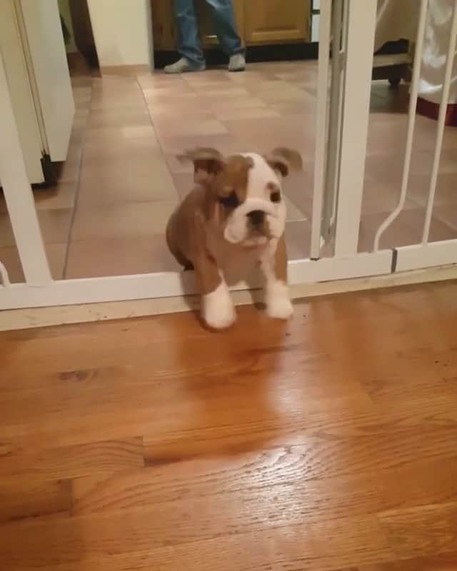 Paw Heartのインスタグラム：「❤️ By @mackthebullydog」