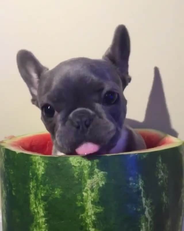 Animalsのインスタグラム：「Nom nom nom🍉😋 By @shelisrolex」