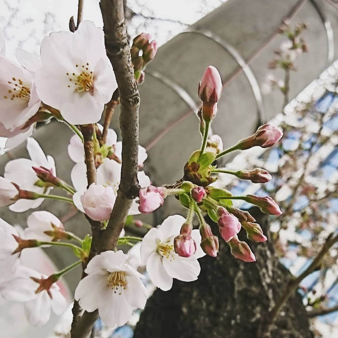 宮下ともみさんのインスタグラム写真 - (宮下ともみInstagram)「桜が咲いた🌸 私の大好きな季節😊  #私の１ヶ月検診#花より団子#桜#お花見#楽しみだな」3月19日 9時45分 - tomomimiyashita_official