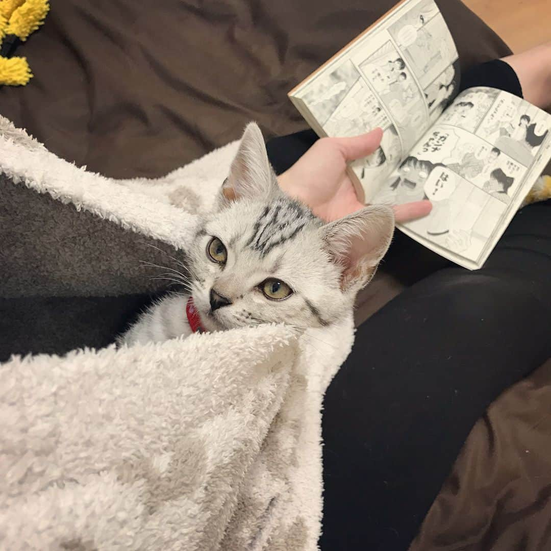 池田麻理子さんのインスタグラム写真 - (池田麻理子Instagram)「日に日にアピールが強くなる子猫ちゃん  #生後3ヶ月半 #0歳 #1500グラム #わたしに似てしまって気が強め #あたちを見て見てアピールがすごい #暴れてる時は他の猫たち全員が高いところに避難 #背が低すぎて見つけられないから必死でみんなを探してる #ささみさん #さっちゃん #猫 #子猫 #にゃんすたぐらむ #catstagram」3月19日 14時46分 - mariko_ikeda_