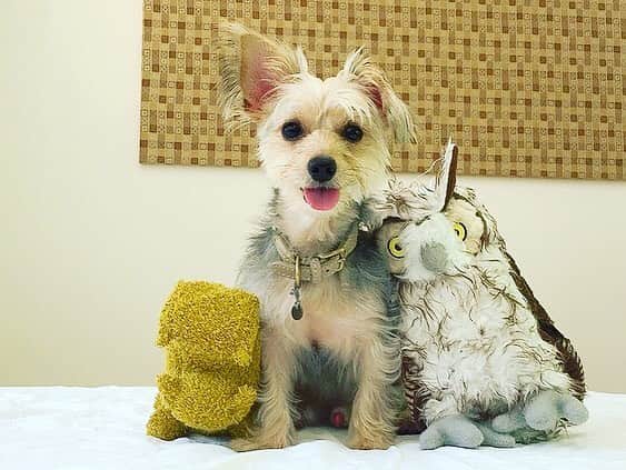 Willy Wonkaさんのインスタグラム写真 - (Willy WonkaInstagram)「#なかよし の #ふくろう くんと #かば くんと一緒❤️ #dogmodel #dogstagram #dogsofinstagram #yorkiesofinstagram #dachshund #doggy #doggie #insta_dogs #instagood #ヨーキー #ダックスフント #ダックスフンド #ヨークシャテリア #ハーフ犬 #ミックス犬」3月20日 2時37分 - okushibu_dogs