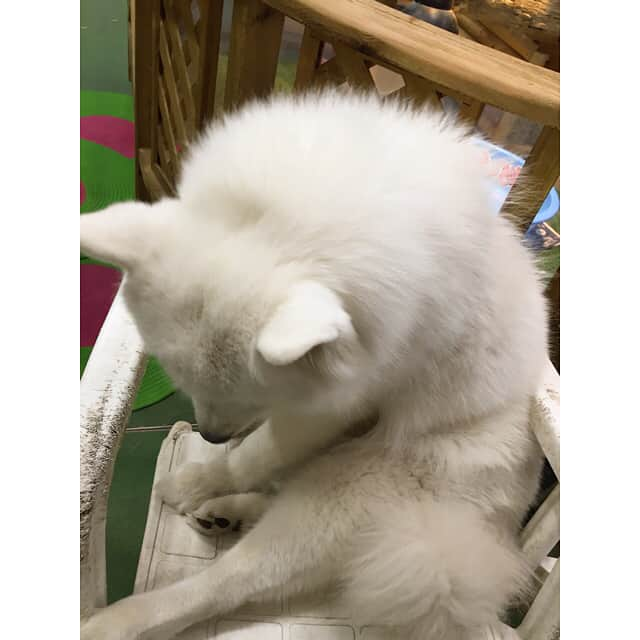 齊藤英里さんのインスタグラム写真 - (齊藤英里Instagram)「オーディション帰りにマネージャーさんと寄ったペットショップ屋さんに天使いた、、 #かわいいわんちゃん #恵比寿」3月19日 19時22分 - erisaito.official