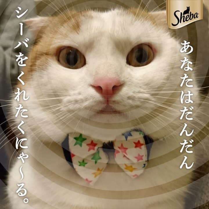 一休のインスタグラム：「2818.3.19 * ニャイ眠術にゃ〜。 どうにゃ？ 僕にシーバをくれたくなってきたかにゃ？ * #みぃコレ #まん丸ねこ部 #一休さんの日常 #一休さんの動画 #最強のニャイ眠術師 #シーバ #4月8日はシーバの日 #とろーりメルティ #シーバDuo #猫 #ネコ #ねこ #cat #PR」