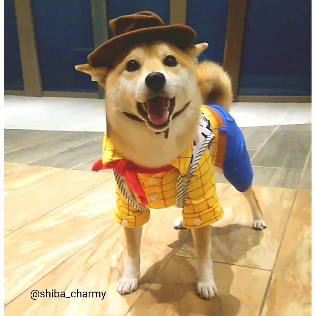 ちゃみさんのインスタグラム写真 - (ちゃみInstagram)「Woody 🐶💛トイ・ストーリー のウッディにもなってきたよ😁💕 後ろ姿がかわいい🍑( *´ω`* )  お姉ちゃんの受験勉強お疲れ様旅行でTDLへ🚗💨 写真や動画 まだまとめてないので後日また載せたいと思います😊🎶 @sheratontokyobaydoglovers #ドッグフレンドリールーム  #ドッグラバーズ #シェラトンドッグラバーズスイート  #シェラトングランデ東京ベイ」3月19日 21時13分 - shiba_charmy