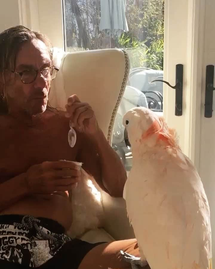 イギー・ポップのインスタグラム：「Monday.  #BiggyPop #IggyPop #Bird #Cockatoo #petsofinstagram #moluccan #musicmonday  #OkDad #StartingTheWeekRight #BroughtToYouBy #EricBandRakim #DrDre #SnoopDogg #CurtisHarding #JoyDivision」