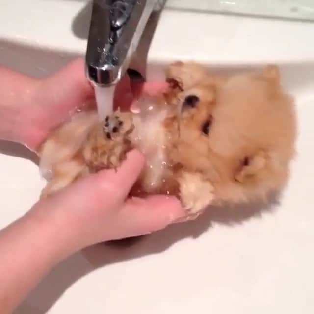 Paw Heartのインスタグラム：「Puppy bath🐶💦😍 By @arina_trofimchuk . @pawheart 🐾❤️」