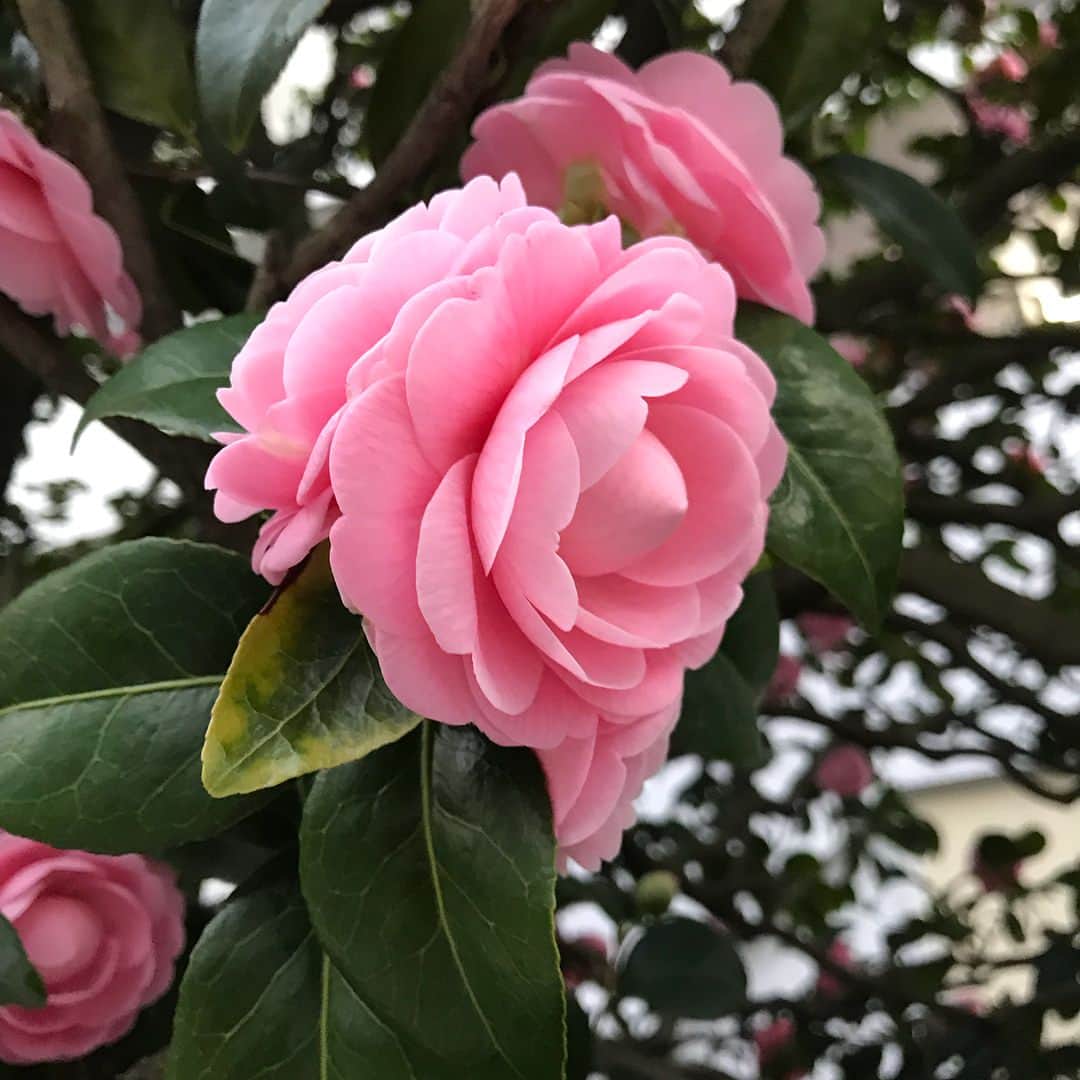 のインスタグラム：「🌸🌸🌸#springhassprung#springhascome #春よ来い#nofilter」