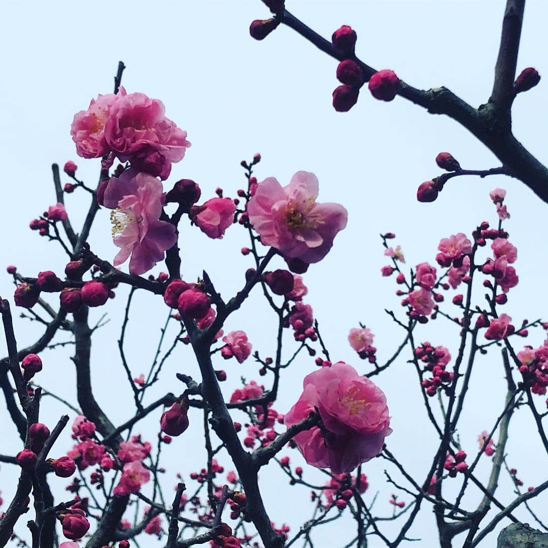 鈴華ゆう子のインスタグラム：「日本三名園の１つである兼六園の梅の花。ちなみに私は、水戸の偕楽園の側で産まれ育ちました。 #兼六園」
