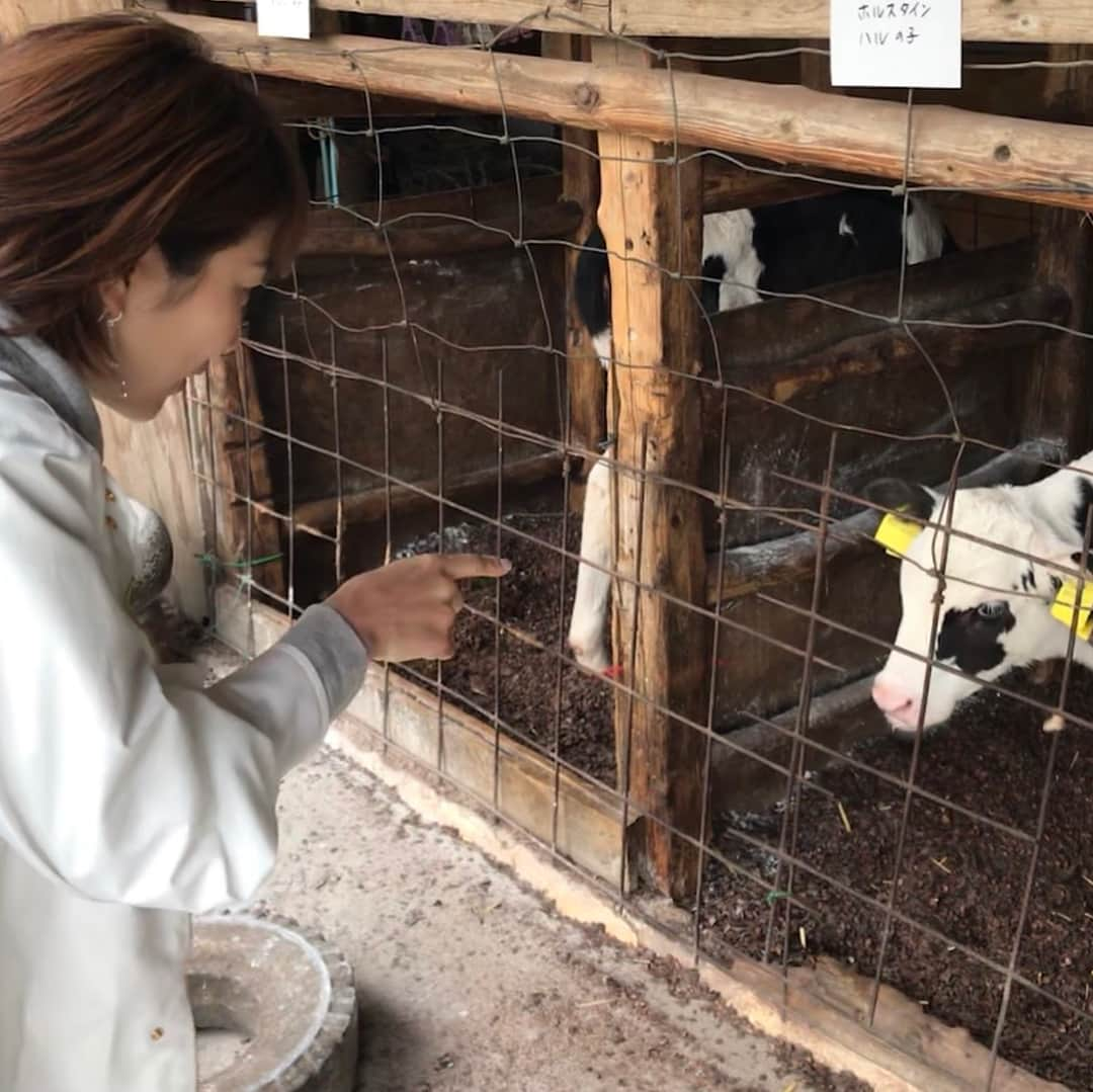 潮田玲子さんのインスタグラム写真 - (潮田玲子Instagram)「今日は早朝からロケしてます。 生憎の雨模様…そして寒い〜😵 思わず子牛に足が止まる！ か、可愛い〜😍 あっかんべーされてるし笑笑 今日はお留守番してくれているチビ達にもう会いたくなっちゃった… ロケが終わったらダッシュで帰ろう💨😍 #ロケ #雨模様 #子牛 #可愛い」3月20日 10時20分 - reikoshiota_official