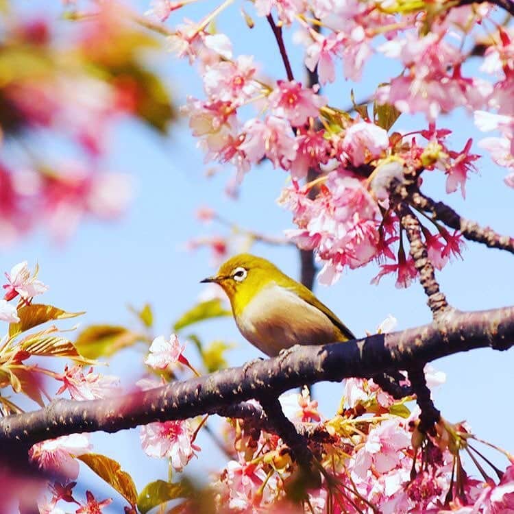 リトレンゴ【公式】のインスタグラム：「Photo by @yoshiromiura https://instagram.com/p/Bf3VWKcjuoI/ . . . 日本の離島を元気にするサイト「リトレンゴ」では、フォトコンテストを開催中！ . 第5回目となる今回は、富士急マリンリゾートとタイアップして、豪華商品で開催決定！ 募集テーマは「初島の春」です。 . . ▼Instagramからの応募方法 このアカウントをフォローし、「 #ritorengo 」と「 #初島 」と「 #初島フォトコン2018 」をつけて投稿するだけ。作品は随時ピックアップしてご紹介させていただきます。 . 詳しくはこちら🌸 >> @ritorengo . https://www.ritorengo.com/photo-contest-hatsushima/ . #桜 #離島 #島旅 #島 #風景 #景色 #空 #海 #花 #春 #熱海 #islandtime #landscape_captures #landscapephotography #landscapelovers #japan #japon #写真好きな人と繋がりたい #カメラ好きな人と繋がりたい #写真撮ってる人と繋がりたい #ファインダー越しの私の世界」