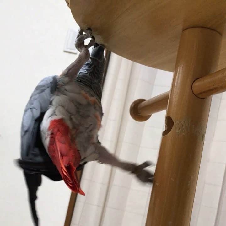 内田美奈子のインスタグラム：「皿の上に戻る #africangrayparrot #parrot #ヨウム」