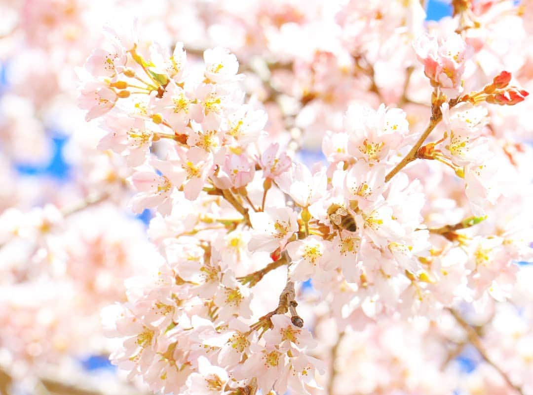 葉山町さんのインスタグラム写真 - (葉山町Instagram)「- ハチも移住したくなるってさ  #葉山歩き #葉山 #hayama #花の木公園 #シダレザクラ #桜 #ハチ #もう咲いてるよ！#春だよ！ #weepingcherry #sakura #instagood  #だけど明日も雨なんです #寒いんです #週末 #お花見 どうでしょう #今日もおつかれさまでした #明日は祝日 #楽しんでね」3月20日 17時58分 - hayama_official