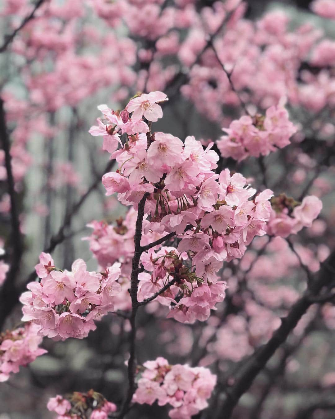 佐藤衣里子さんのインスタグラム写真 - (佐藤衣里子Instagram)「桜の季節ですねぇ〜🌸💕 たくさんお花見したいなぁ☺️🍡💞 #sakura#tree#japan#spring#instagood#f4f」3月20日 23時23分 - eriko0625