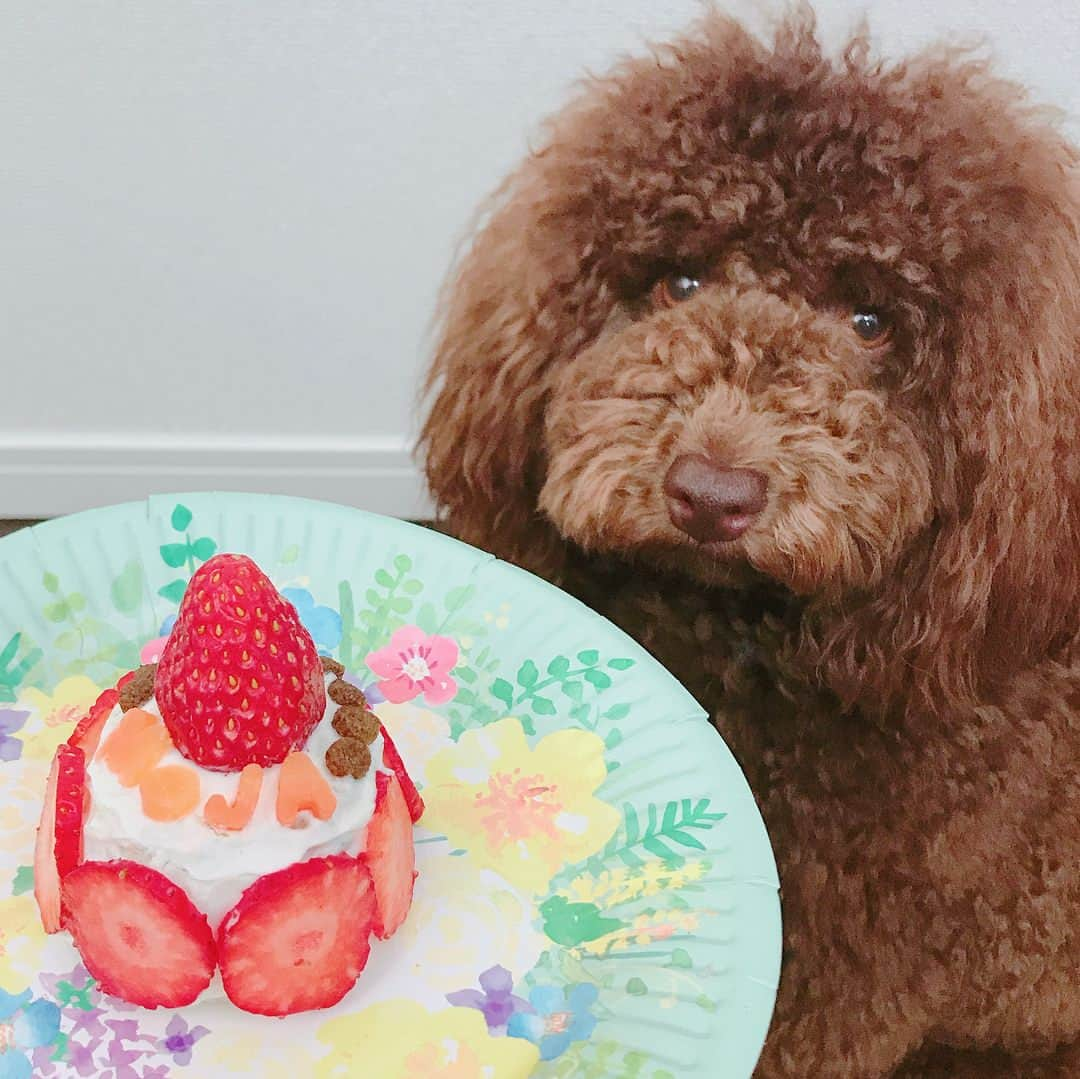 くまみきさんのインスタグラム写真 - (くまみきInstagram)「今日はもじゃのお誕生日〜💗 犬用ケーキ手作りしてみたよ☺️✨ 作り方は今夜の動画で😍 #犬用ケーキ #手作り #トイプードル」3月21日 16時33分 - kumamiki