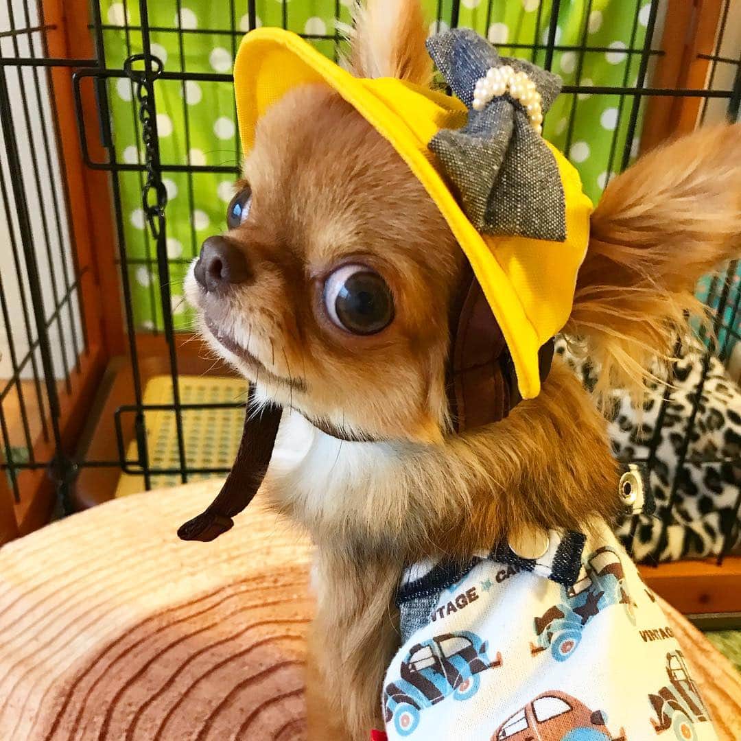kayoのインスタグラム：「* * おはくり❤️ * * ボクのランドセルはありますか？🙄🎒 * * くりおはまだ幼稚園じゃないかな？😂🤔 * * kulio❤️ * #幼稚園帽子 #godpiva * #chihuahua#chihuahualove#dogstgram#dog#instadog#ちわわ#チワワ#チワワ画像#チワワ大好き#チワワ部#親ばか部#ロングコートチワワ#多頭飼い * *」