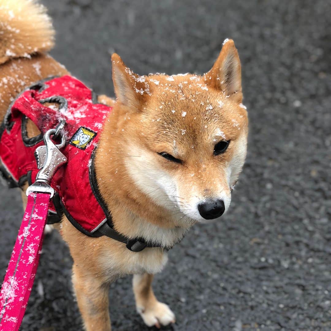光岡映二さんのインスタグラム写真 - (光岡映二Instagram)「雪☃️散歩🐕 #柴犬 #しばいぬ #dog #ターボ君 #柴犬にこ #shibainu #snow」3月21日 12時15分 - eijimitsuoka