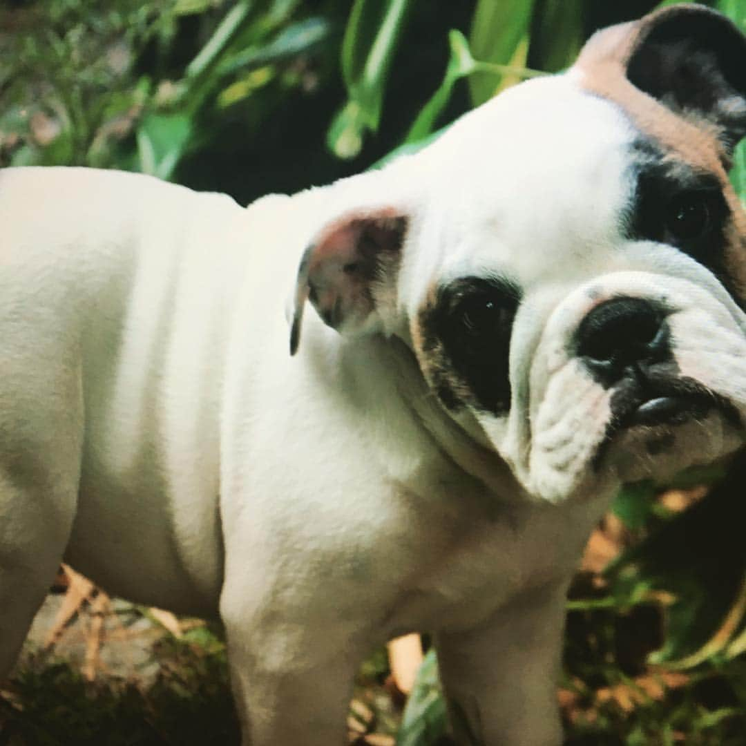 イーサイ・モラレスさんのインスタグラム写真 - (イーサイ・モラレスInstagram)「Who doesn’t love baby Butch...? #puppy #puppylove #puppies #love #bulldog #sweetdog #mansbestfriend #adorbs #cute #cuddlepup」3月22日 10時47分 - esai_morales