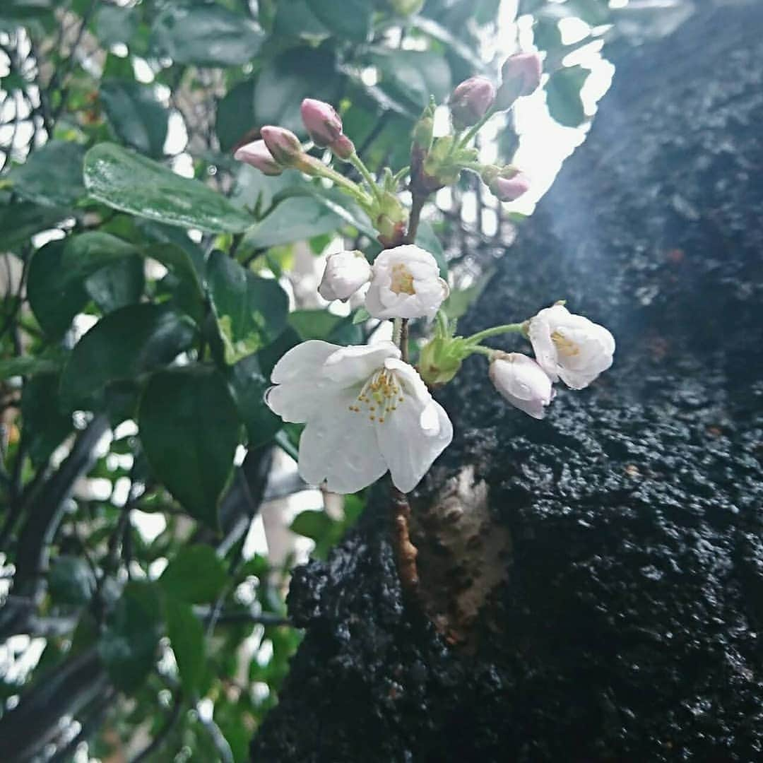 伊藤蘭さんのインスタグラム写真 - (伊藤蘭Instagram)「🌸 おはようございます🙇💕 雨が降っても 寒くても ひっそりと咲く桜......健気✨🌸 ▫️ #GoodMorning #桜 #風雪に耐え #咲く花 #蕾 #花言葉 は #精神の美 #優雅な女性 ←#知らなかった #寒暖差注意 #お仕事行ってきます」3月22日 8時40分 - ranito_official