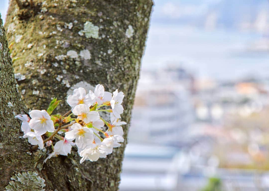 葉山町さんのインスタグラム写真 - (葉山町Instagram)「- お花見も、街並みも、たのしも  #葉山歩き #葉山 #hayama #あじさい公園 #サクラ #🌸 #sakura #japan #instagood #今日はあたたかかった ので #ソメイヨシノ #咲き始めました！ #週末 #お花見 いい感じ！ #みんなはどこで見るか決めた？ #今日もおつかれさまでした」3月22日 18時10分 - hayama_official