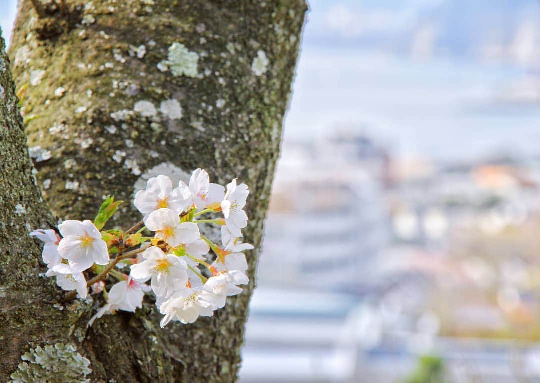 葉山町のインスタグラム