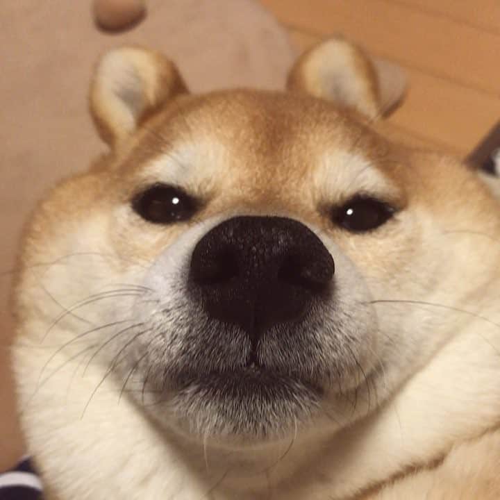 マロたんのインスタグラム：「なんだかお耳がもぞもぞします #shiba #shibainu #weeklyfluff」