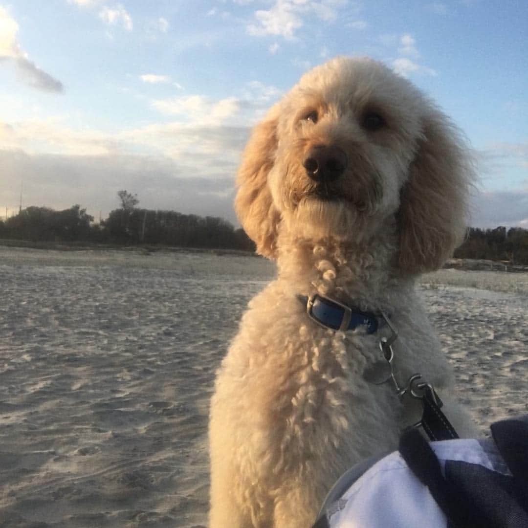 リック・ヤンシーのインスタグラム：「Happy #nationalpuppyday . Here’s Max, our 7 year old puppy looking regal.」